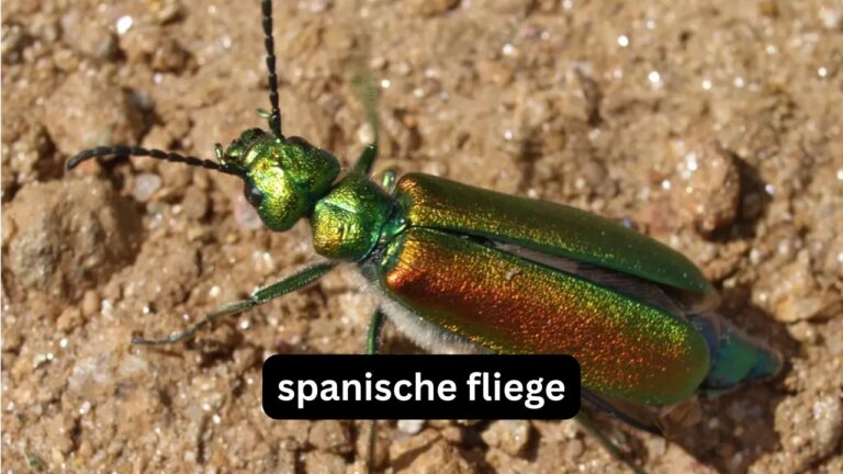 Spanische Fliege