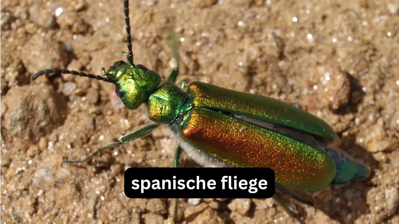 Spanische Fliege